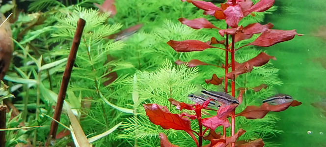 Photographie du post de STK54 