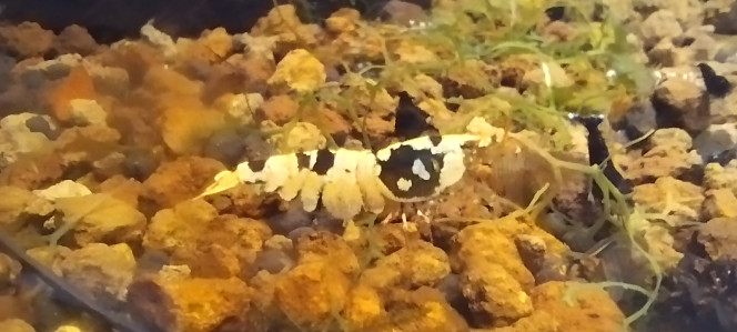 Photographie du post de AquaShrimp95 