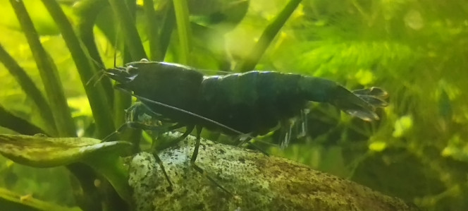 Photographie du post de AquaShrimp95 