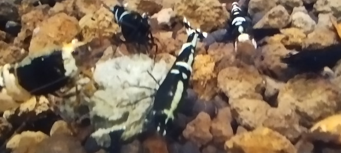 Photographie du post de AquaShrimp95 