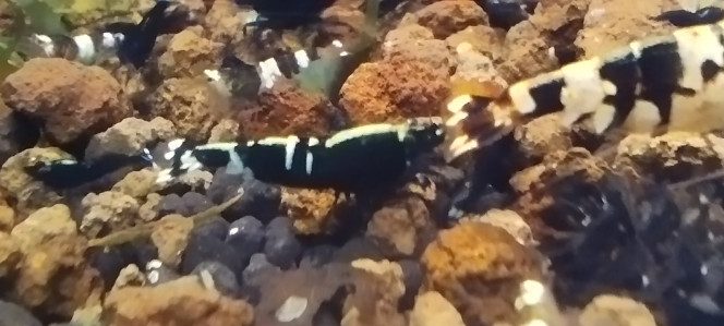 Photographie du post de AquaShrimp95 