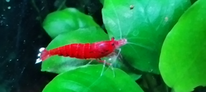 Photographie du post de AquaShrimp95 