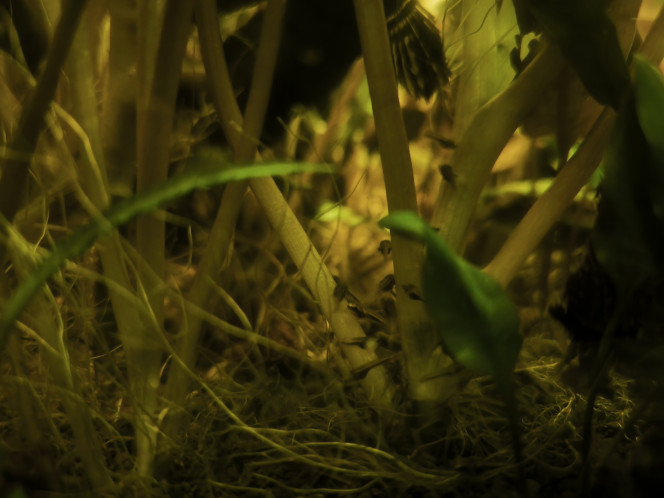Croissance Le développement des channas est incroyable 
Chaque jours ils grandissent et prennent des couleurs les plus gros font maintenant 1cm 

Je nourris copieusement chaque jour les parents qui doivent être épuisée entre le jeûne du père et sa garde rapprochée constante et la mère qui produit des oeufs en quantité pour sa progéniture 

Je dirais qu'il y a au bas mot une cinquantaine de petits et vu leur croissance hallucinante je vais bientôt en vendre ci cela intéresse certain d'entre vous