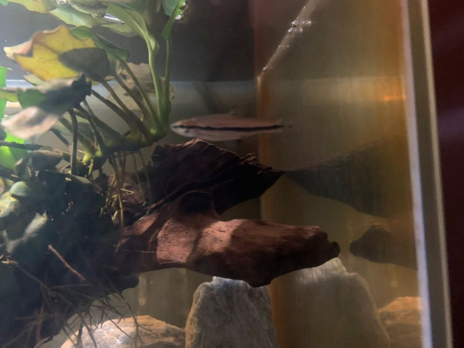 Photographie du post de NEGUS69 