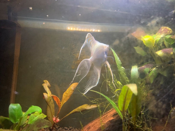 Photographie du post de NEGUS69 