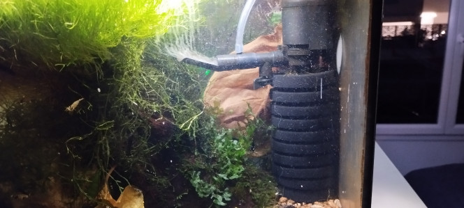 Photographie du post de AquaShrimp95 