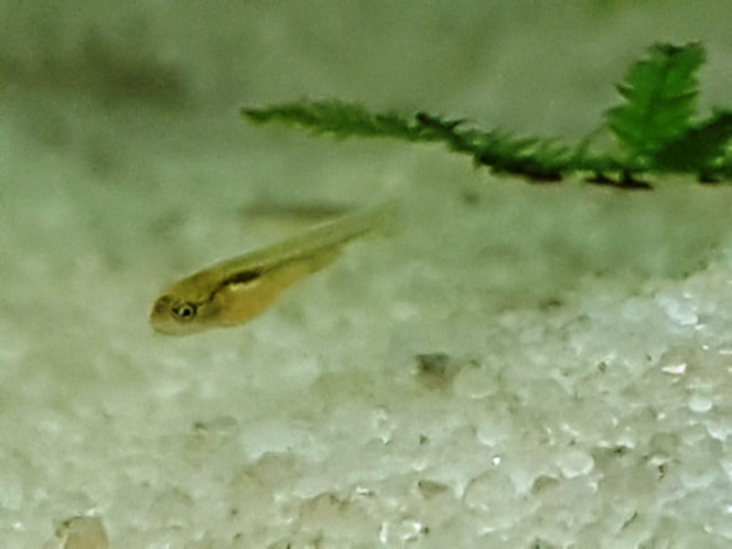 Photographie du post de NEGUS69 