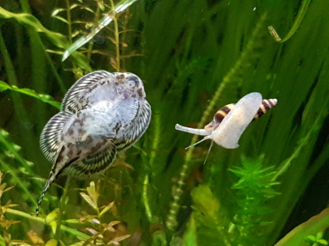 Photographie du post de NEGUS69 