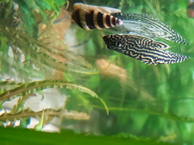 Photographie du post de NEGUS69 