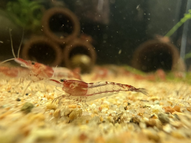 Photographie du post de Jonathan95 