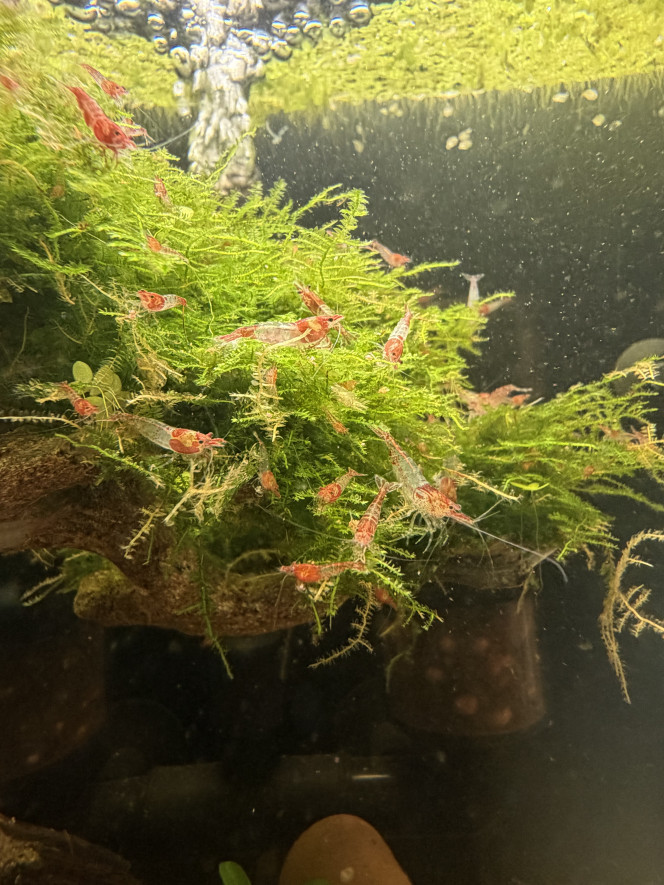 Photographie du post de Jonathan95 