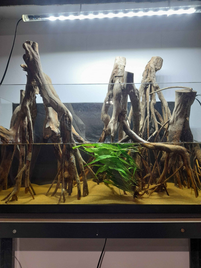 Photographie du post de SayroTDF 