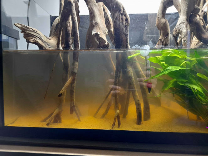 Photographie du post de SayroTDF 