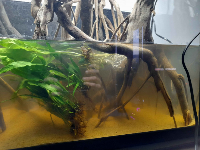 Photographie du post de SayroTDF 