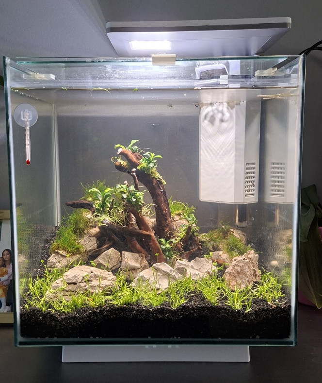  Ce sera un aquarium spécial crevette.