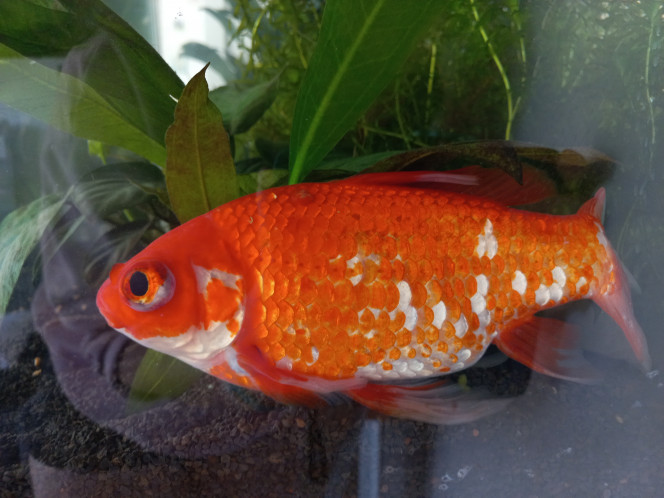 Photographie du post de YukiMoon 