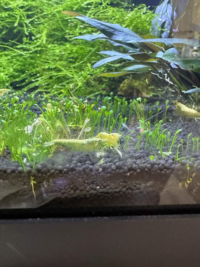 Photographie du post de Amel16 