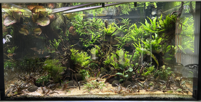 29 avril 2026 Après quelques mois, les plantes se sont bien dévelopées, les crevettes Red Crystal se sont reproduites, les Japonica sont énormes et portent des oeufs sans espoir hélas, des Nez rouges ont été introduits et bientôt, les discus...