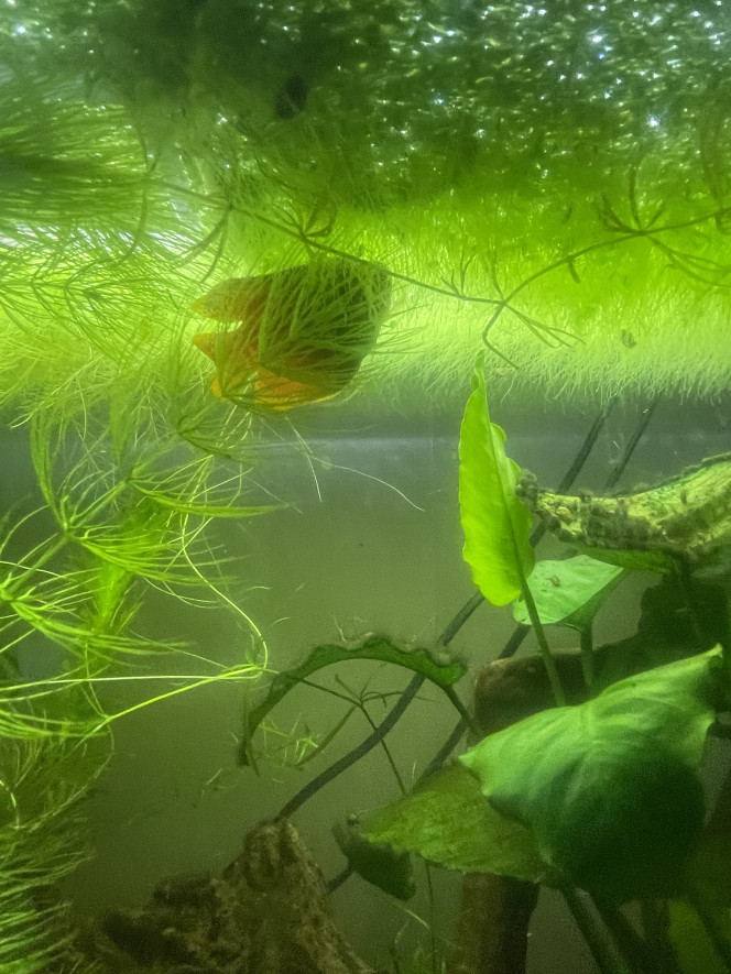 Nid colisa lalia Al Capone fait son nid ! 
Mes rasbora sont confinés dans un coin de l’aquarium