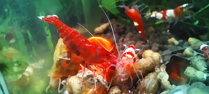 Photographie du post de AquaShrimp95 