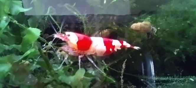 Photographie du post de AquaShrimp95 