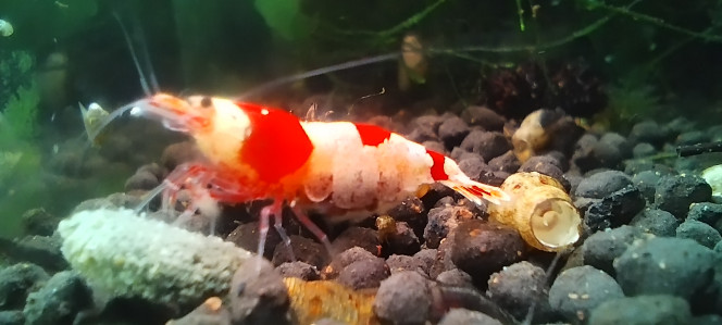 Photographie du post de AquaShrimp95 