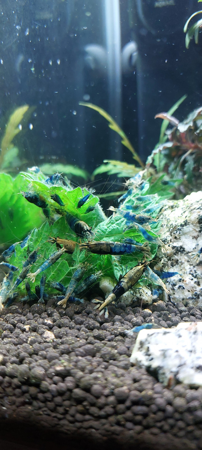 Photographie du post de aqua1230 