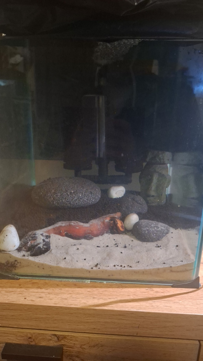 Cyclage 31.5L Dark Start - Projet RCS Cyclage Methode Dark Start
○ Sol 
1.5kg Pouzzolane
2kg/4.4Lb -Sol technique Fluval Stratum
1.5L Sable Sansibar white

○ Scape 
3 Pebbles Stone
3 Pierre de Lune Blanche
1 Racine River Wood
1 Statue Moaï - Pierre neutre

○ Filtration 
Double exhausteur 
Pompe à Air 200L/heure

Ajout de Bacterie de demarrage
1 couvercle