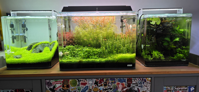 Iwagumi 30 L hollandais 70l Amazonia 30l Voilà, je vous donne quelques nouvelles de ma triplette ?
Ça fait déjà un mois que j’ai remis en eau mon Iwagumi. Je viens d’y faire une taille à la japonaise… un vrai calvaire ?
Je n’ai toujours pas fait la taille de délimitation dans mon bac hollandais. Je n’ai pas vraiment le temps de m’en occuper en ce moment, mais ce sera fait incessamment sous peu.
Et dans mon bac amazonien, les crevettes sont de retour et commencent déjà à me faire de nouvelles reproductions ?
On verra la suite par la suite ?
Bon week-end à vous !