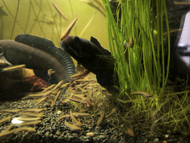 Channa andrao J'ai enfin isolé mon second couple, j'ai retiré la grille qui coupait l'aquarium en deux et les parents et leurs petits ce sont immédiatement approprié toute la surface.
Nourrissage copieux a la moule ça leur fait toujours beaucoup d'effets.

Bientôt disponible