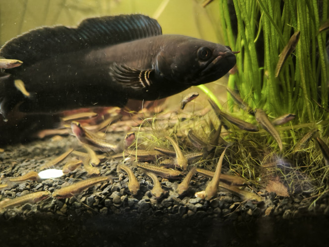Channa andrao J'ai enfin isolé mon second couple, j'ai retiré la grille qui coupait l'aquarium en deux et les parents et leurs petits ce sont immédiatement approprié toute la surface.
Nourrissage copieux a la moule ça leur fait toujours beaucoup d'effets.

Bientôt disponible