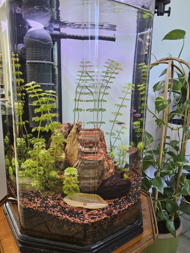 Octogone modifié Complètement revu et simplifié ayant récupéré racines et plantes pour le Juwel vision 180