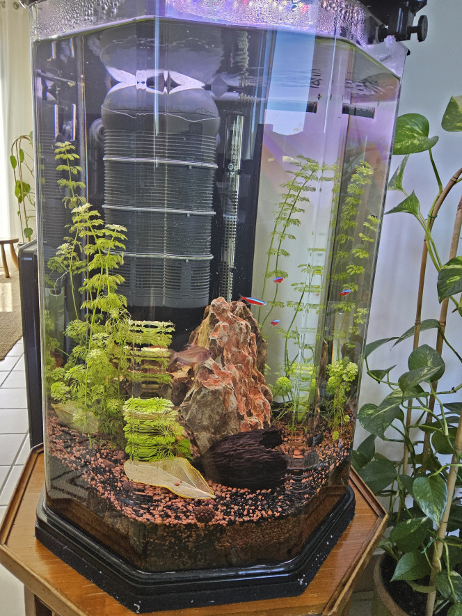 Octogone modifié Complètement revu et simplifié ayant récupéré racines et plantes pour le Juwel vision 180