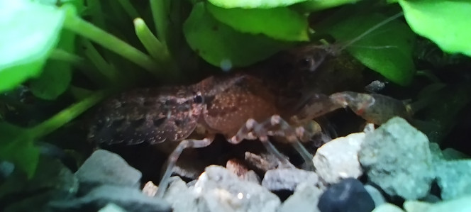 Photographie du post de AquaShrimp95 