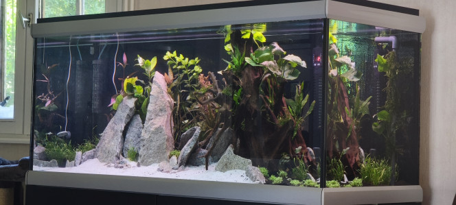 Juste planté 