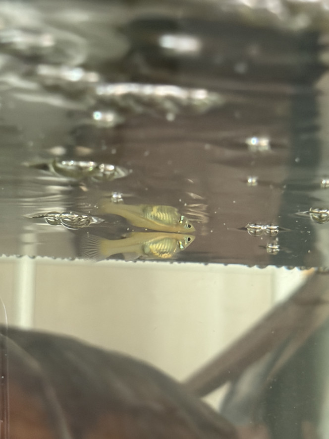 Photographie du post de aquariophilie2022 