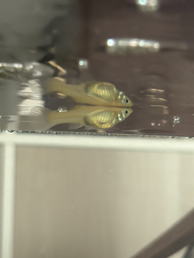 Photographie du post de aquariophilie2022 