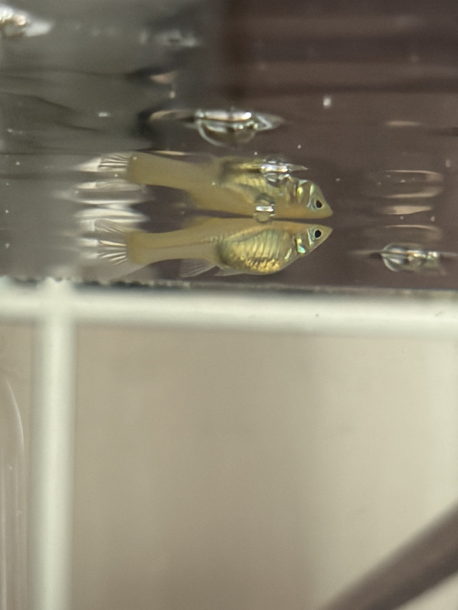 Photographie du post de aquariophilie2022 