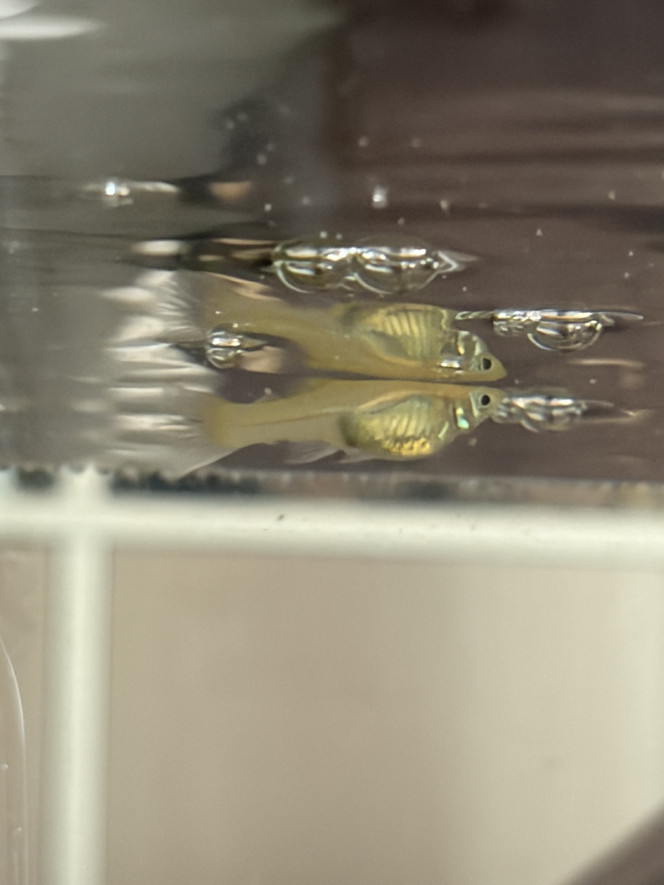 Photographie du post de aquariophilie2022 