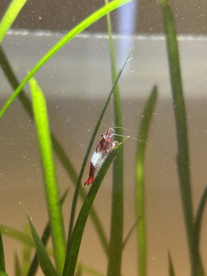 Actualisation 120l Après une petite taille des vallisneria et l’ajout de danio galaxy le bac se porte très bien !