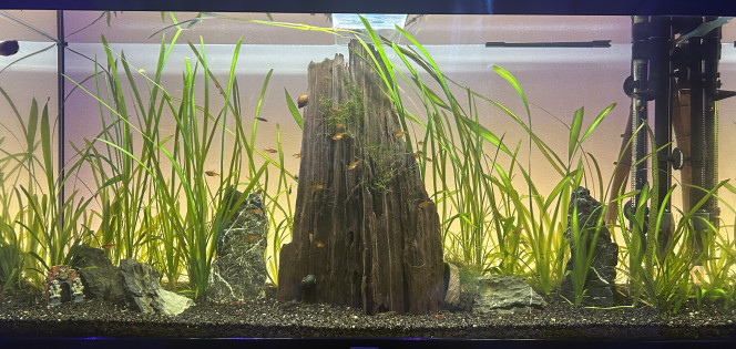 Actualisation 120l Après une petite taille des vallisneria et l’ajout de danio galaxy le bac se porte très bien !