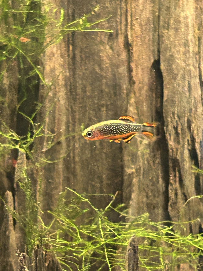 Actualisation 120l Après une petite taille des vallisneria et l’ajout de danio galaxy le bac se porte très bien !