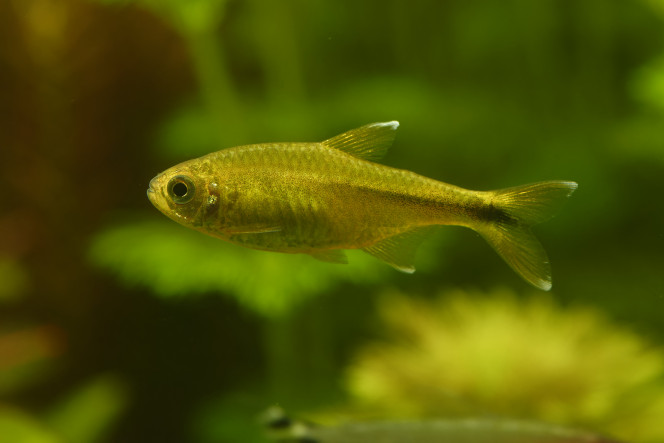 tetra cuivre 