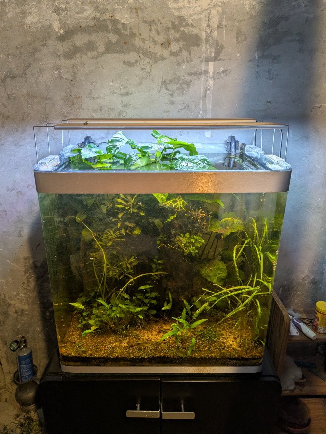 On passe en mode sans chauffage Bac au sous sol donc 11 degrés l hiver et 20-22 max l'été.
Pour l'instant j'ai transféré le banc de Rasbora dans la Jungle.
Projet installer qq crevettes.
Et peut être un petit couple star qui aimerait bien ces températures.
Petite perche ?