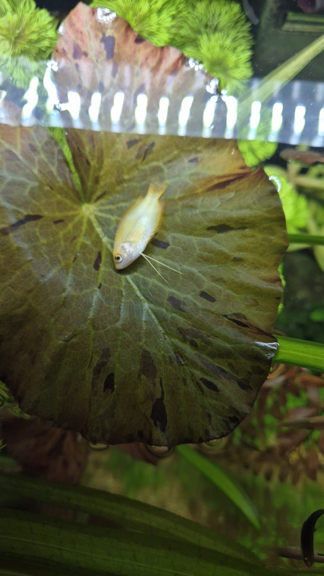 Perte Chuna Tout allait bien... mais c’est vrai qu’hier je pensais qu’elle se reposait dans la sessiflora, elle ne bougeait pas beaucoup. 

Ce soir je ne l’ai pas trouvée tout de suite, elle etait couché sur le fond du bac ?

J’avais fait un test bande hier en me disant que c’etait quand même bizarre comme comportement. RAS

Test goutte ce jour : 0 NO2, 5 NO3... 

Mais le miracle de la vie, j’ai enfin vu des petites crevettes...