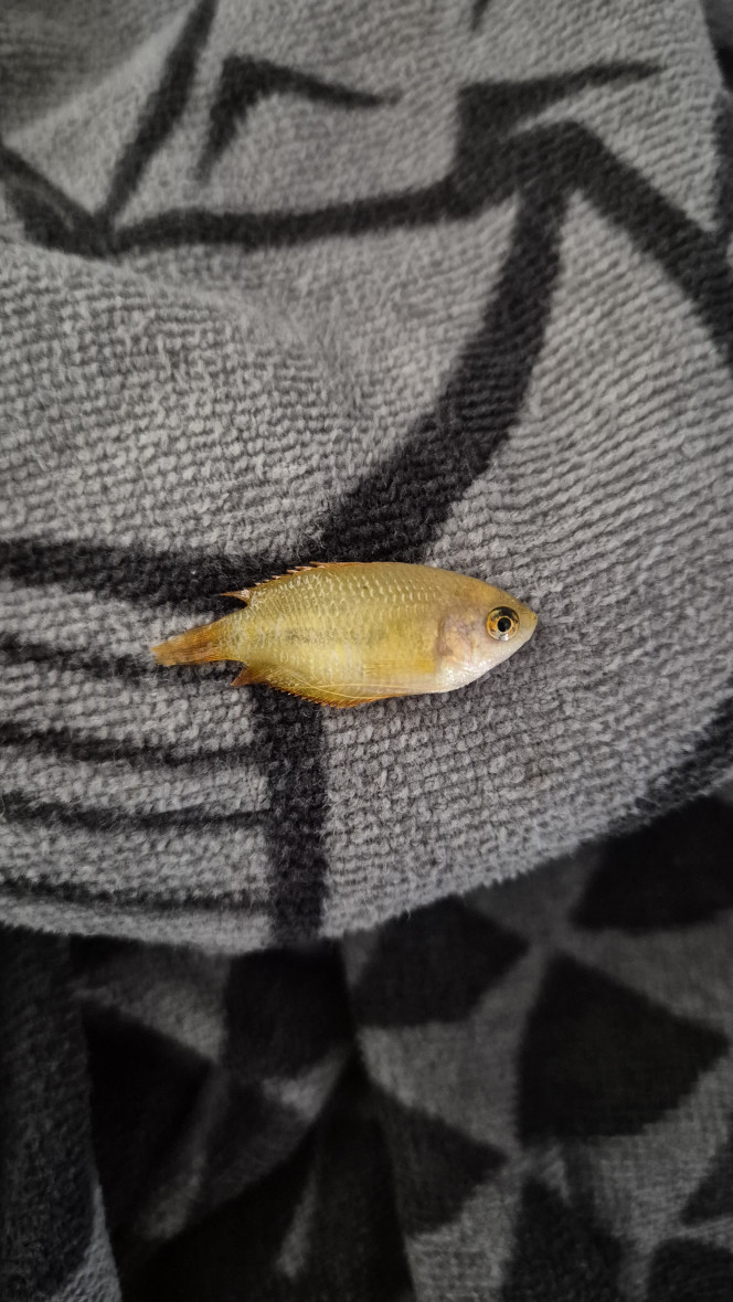 Perte Chuna Tout allait bien... mais c’est vrai qu’hier je pensais qu’elle se reposait dans la sessiflora, elle ne bougeait pas beaucoup. 

Ce soir je ne l’ai pas trouvée tout de suite, elle etait couché sur le fond du bac ?

J’avais fait un test bande hier en me disant que c’etait quand même bizarre comme comportement. RAS

Test goutte ce jour : 0 NO2, 5 NO3... 

Mais le miracle de la vie, j’ai enfin vu des petites crevettes...