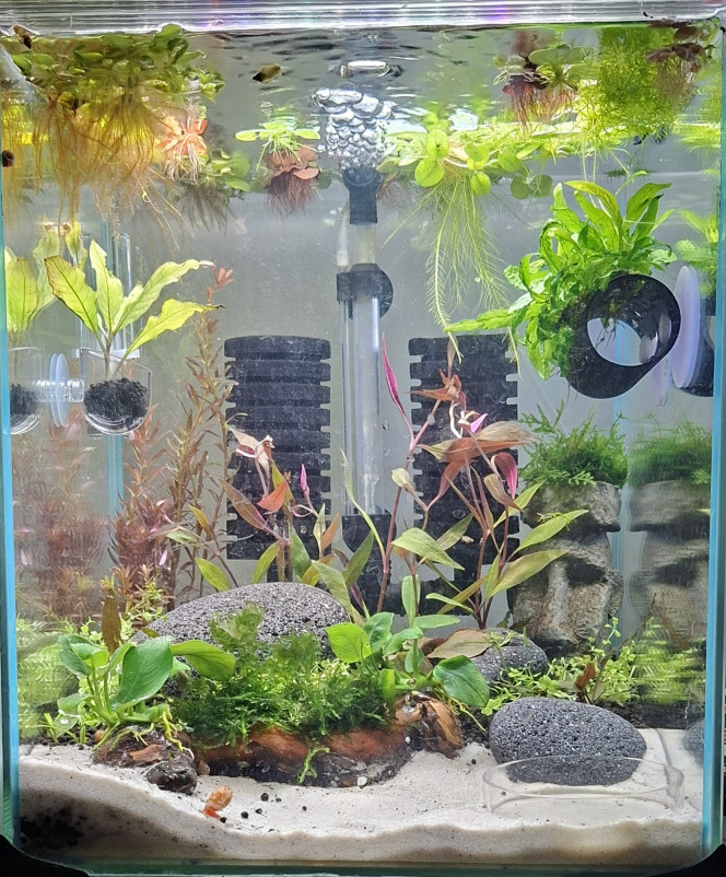  Bac Crystal Red avec plantation finalisé