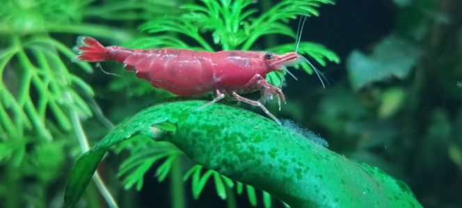 Photographie du post de AquaShrimp95 