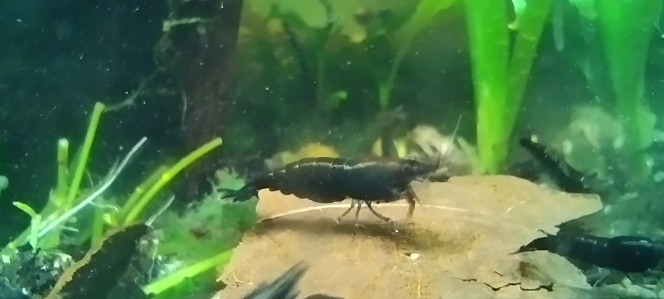 Photographie du post de AquaShrimp95 