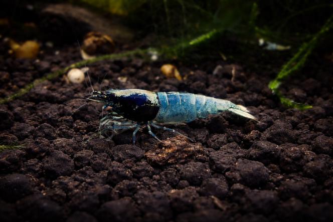 Photographie du post de AquaShrimp95 